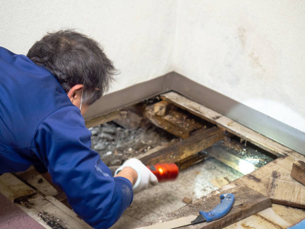 Best Best Mold Removal Companies  in Halesite, NY