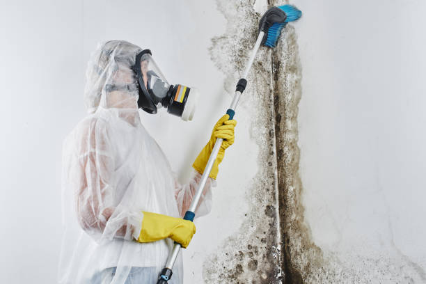 Best Residential Mold Removal  in Halesite, NY