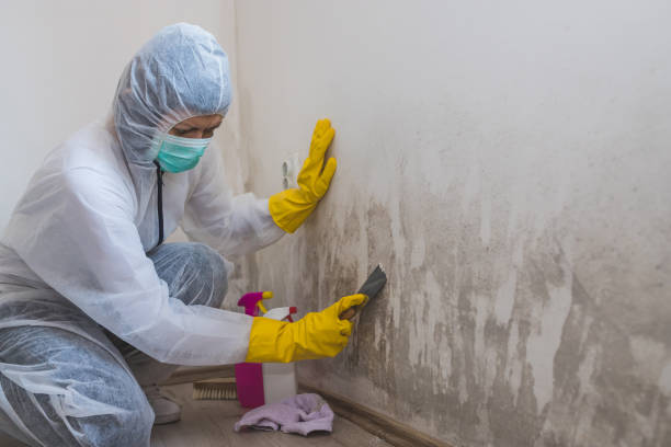 Office Mold Removal Services in Halesite, NY