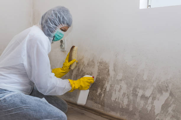 Best Mold Damage Repair  in Halesite, NY