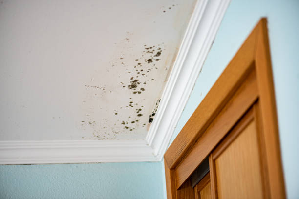 Best Attic Mold Removal  in Halesite, NY