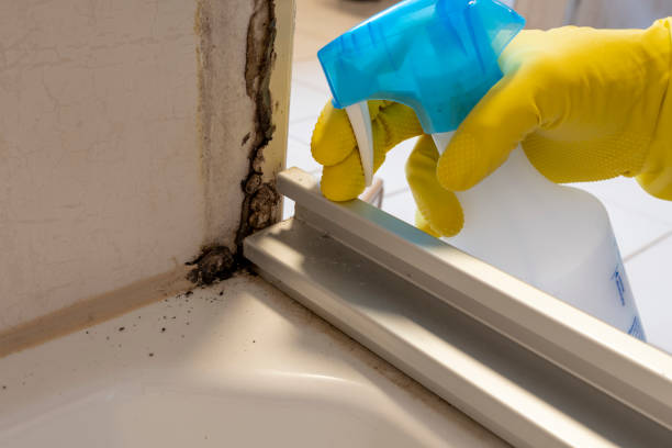 Best Attic Mold Removal  in Halesite, NY