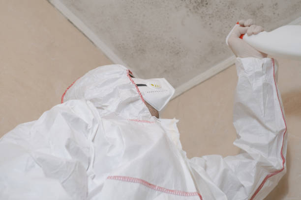 Certified Mold Removal in Halesite, NY