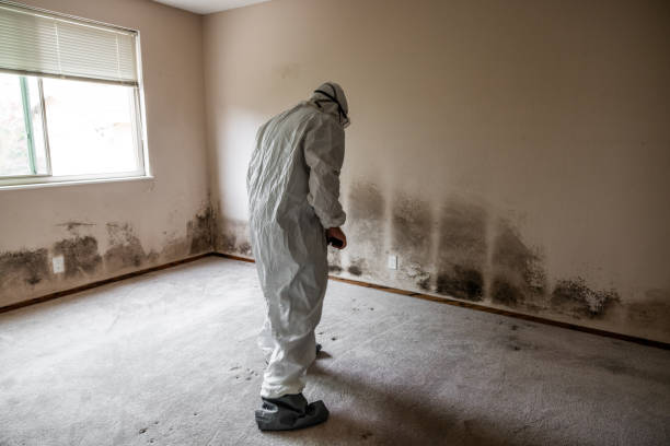 Best Crawl Space Mold Removal  in Halesite, NY