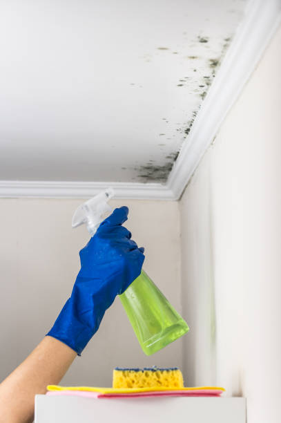 Best Certified Mold Removal  in Halesite, NY